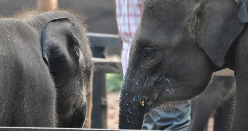 Elephant Orphanage