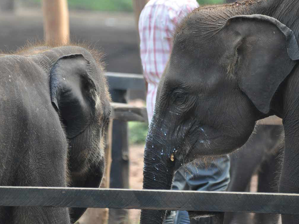 Elephant Orphanage