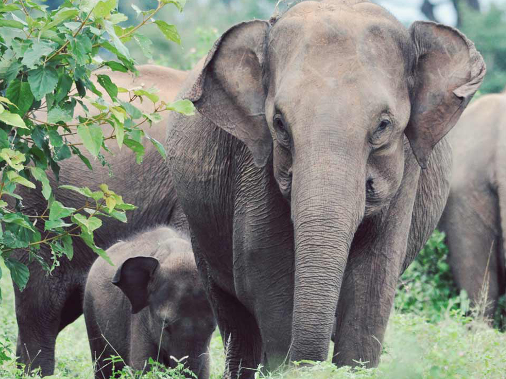 Udawalawe National Park