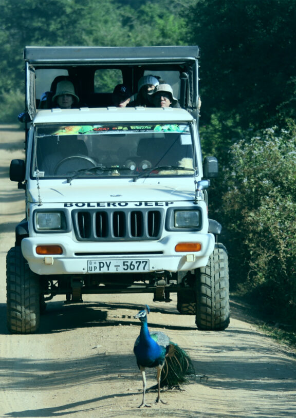 We offer 10 hours safari tour starting from US $ 12 onward with most experienced guide.