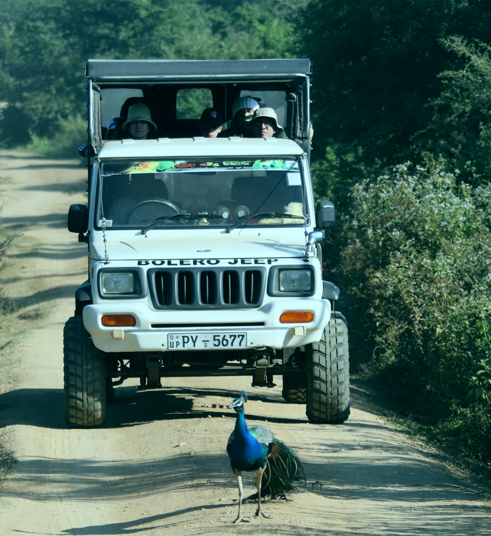 We offer 10 hours safari tour starting from US $ 12 onward with most experienced guide.